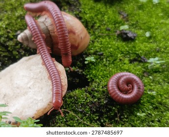A rare interaction when a red millipede colony meets a rare albino snail 

A unique and amazing moment showcasing an unusual encounter between a red millipede colony and albino snails, which are very rarely found in the wild