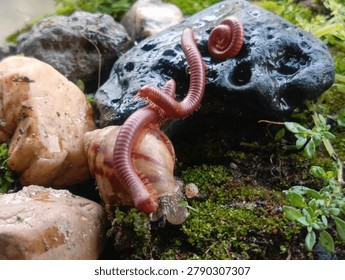 A rare interaction when a red millipede meets  snail.
A unique and amazing moment showcasing an unusual encounter between a red millipede and a colony  snails, which are very rarely found in the wild.