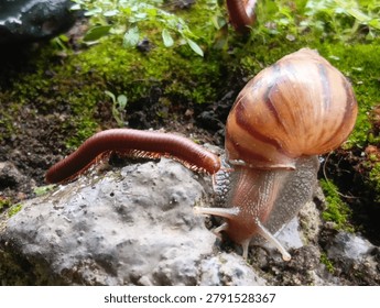 A rare interaction when a red millipede meets  snail.
A unique and amazing moment showcasing an unusual encounter between a red millipede and a colony  snails, which are very rarely found in the wild.