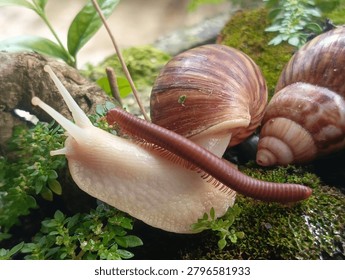 A rare interaction when a red millipede meets Albino snail.
A unique and amazing moment showcasing an unusual encounter between a red millipede and a Albino colony snails, which are very rarely found in the wild.