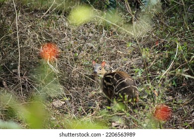 Rare Item Mouse Deer In Wildlife 