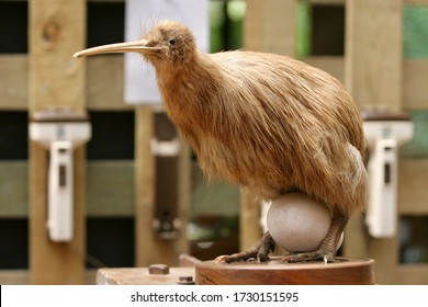 A Rare Kiwi Bird With An Egg Between Its Legs.