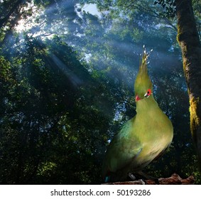 Rare Knysna Loerie Bird In Tsitsikamma Forest In South Africa