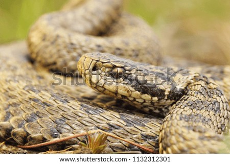 the rare meadow viper, closeup