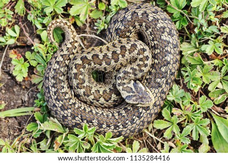 Image, Stock Photo rare meadow viper in natural habitat