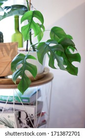 Rare Mini Monstera On A Coffee Table