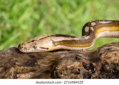 Rare morph reticulated python with four genetic mutations—tiger, mottle, platinum, and sunfire—posing on a textured log.