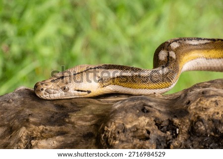 Rare morph reticulated python with four genetic mutations—tiger, mottle, platinum, and sunfire—posing on a textured log.