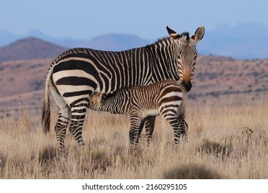 Rare mountain zebra baby drinking from its mother in the arid karoo 