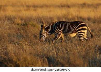 Rare mountain zebra walking through long dry grass in the karoo of South Africa