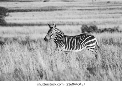 Rare mountain zebra walking through long dry grass in the karoo of South Africa