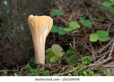 Club Fungi Images Stock Photos Vectors Shutterstock