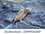 A rare New Zealand parrot the  Kea. ( nestor notabilis )