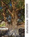 Rare old sycamore tree in Ayia napa with fruit on tree branch