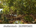 Rare old sycamore tree in Ayia napa with fruit on tree branch