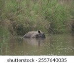 A rare one-horned rhinoceros cools off in a calm river in Bardia National Park, Nepal. Surrounded by tall grass, this serene moment highlights the majestic wildlife and its lush natural habitat.