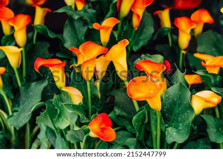 Rare orange flowers of Zantedeschia, calla lilies with dark green leaves. Beautiful flowers for exotic botanic background. Selective focus.