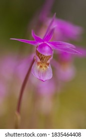 Rare orchid, calypso orchid, fairy slipper (Calypso bulbosa), blooming in spring in Finnish nature at Oulanka National Park