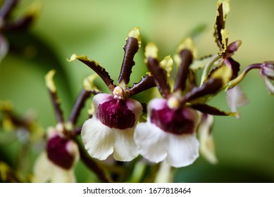 Rare Orchid, Close Up, Macro