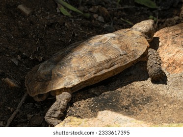 The rare Pancake Tortoise is endemic to the granite koppies of East Africa. They have a unique flat and semi-flexible carapace that enables them to squeeze into cracks in the rocks for safety. - Shutterstock ID 2333617395