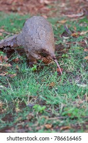 Rare Pangolin Eating