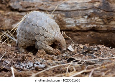 Rare pangolin searching for food