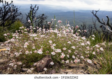 Rare Pink Flannel Flowers flowering after 2020 bushfires in Eastern Australia