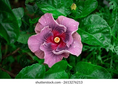 Rare pink Hibiscus flower with red and brown veins blooming among lush green leaves. Unique hybrid variety ideal for floral design, gardening, and exotic plant collections.