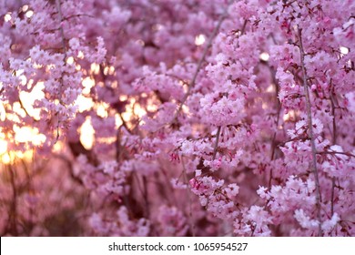 Rare Pink Sakura On Hanami Season In Japan