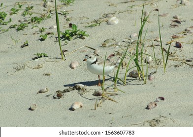 Rare Piping Plover In Full Sun On Sandy Cape Cod Beach
