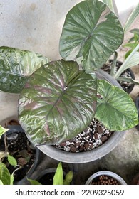 Rare Plant Alocasia Serendipity Pink Variegated 