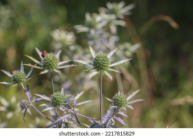 Rare Plant From Apiaceae Family - Eryngium Palmatum In Northern Montenegro