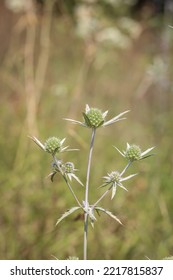 Rare Plant From Apiaceae Family - Eryngium Palmatum In Northern Montenegro