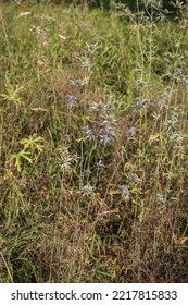 Rare Plant From Apiaceaefamily - Eryngium Palmatum In Northern Montenegro