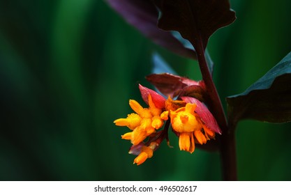 Rare Plant Flower Of Rain Season In High Mountain Of Thailand.