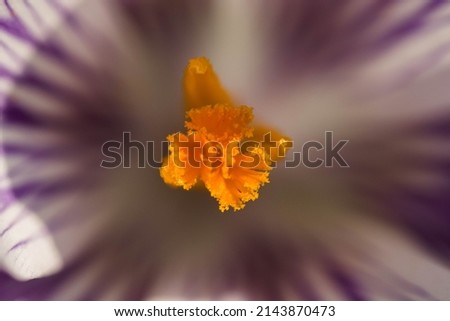 Similar – Crocus Closeup 1 Flower