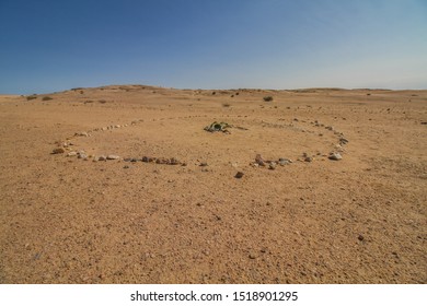 Rare Plant Welwitschia Mirabilis Marked With A Stone Circle At Namib Desert, Swakopmund, Namibia, Africa