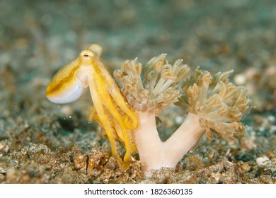Rare poisonous Mototi Octopus on a soft coral. Underwater image taken scuba diving in Sulawesi, Indonesia - Shutterstock ID 1826360135