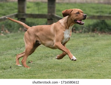 The Rare Portuguese Pointer Dog