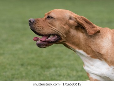 The Rare Portuguese Pointer Dog