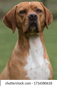 The Rare Portuguese Pointer Dog