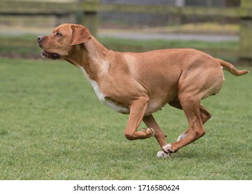 The Rare Portuguese Pointer Dog