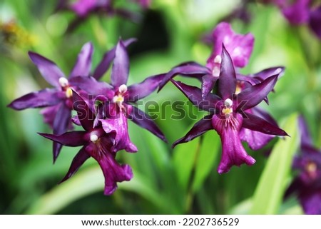 Rare purple miltonia orchid flowers