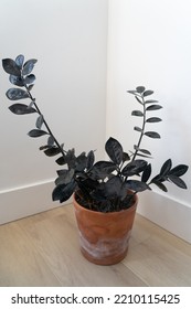 Rare Raven Zz Plant Black Leaves On Terracotta Pot