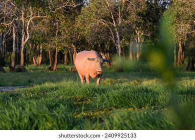 
The rare Red Albino Water Buffalo, a stunning breed, flaunts its crimson-hued hide, symbolizing uniqueness in marshland ecosystems.v