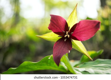 A Rare Red Trillium. 