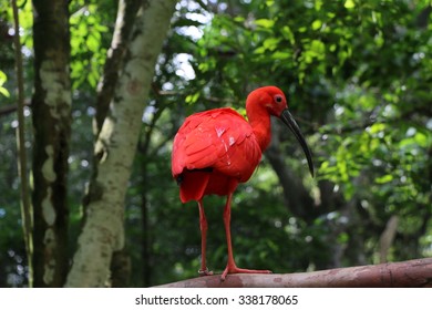 Rare Red Zoo Bird.