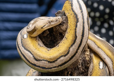 Rare reptile morph of a reticulated python combining tiger, mottle, platinum, and sunfire color genetics.