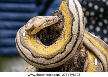 Rare reptile morph of a reticulated python combining tiger, mottle, platinum, and sunfire color genetics.