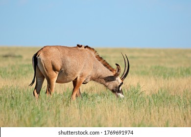 A Rare Roan Antelope (Hippotragus Equinus) In Open Grassland, Mokala National Park, South Africa
